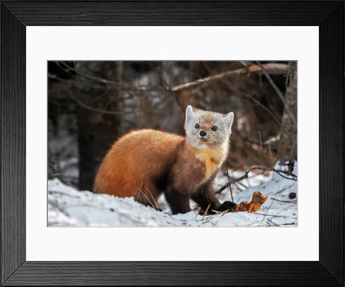Framed Print : American Marten (Martes americana) in winter, Algonquin Provincial Park, Ontario, Canada Framed Print : American Marten (Martes americana) in winter, Algonquin Provincial Park, Ontario, Canada