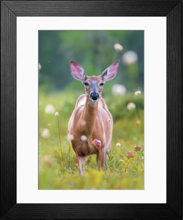 Framed Print : White-tailed Deer (Odocoileus virginianus) doe, Muskoka, Ontario, Canada Framed Print : White-tailed Deer (Odocoileus virginianus) doe, Muskoka, Ontario, Canada