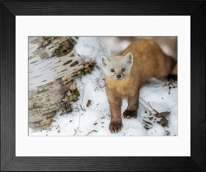 Framed Print : American Marten (Martes americana) in winter, Algonquin Provincial Park, Ontario, Canada Framed Print : American Marten (Martes americana) in winter, Algonquin Provincial Park, Ontario, Canada