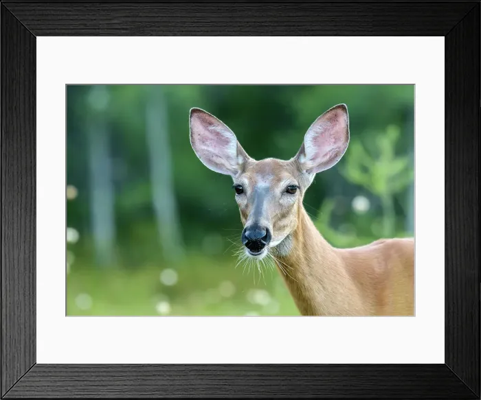 Framed Print : White-tailed Deer (Odocoileus virginianus) doe, Muskoka, Ontario, Canada Framed Print : White-tailed Deer (Odocoileus virginianus) doe, Muskoka, Ontario, Canada