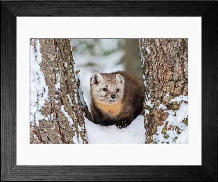 Framed Print : American Marten (Martes americana) in winter, Algonquin Provincial Park, Ontario, Canada Framed Print : American Marten (Martes americana) in winter, Algonquin Provincial Park, Ontario, Canada