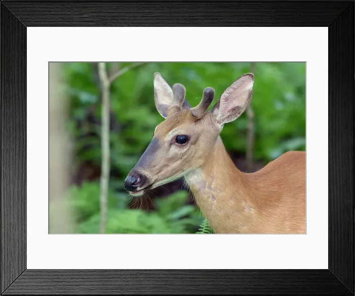 Framed Print : White-tailed Deer (Odocoileus virginianus) buck in spring, Muskoka, Ontario, Canada Framed Print : White-tailed Deer (Odocoileus virginianus) buck in spring, Muskoka, Ontario, Canada