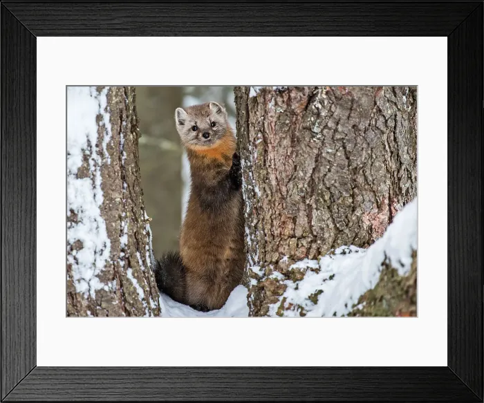 Framed Print : American Marten (Martes americana) in winter, Algonquin Provincial Park, Ontario, Canada Framed Print : American Marten (Martes americana) in winter, Algonquin Provincial Park, Ontario, Canada