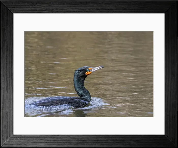 Framed Print : Double-crested Cormorant (Phalacrocorax auritus), Toronto, Ontario, Canada Framed Print : Double-crested Cormorant (Phalacrocorax auritus), Toronto, Ontario, Canada