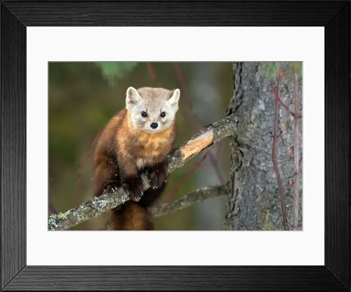 Framed Print : American Marten (Martes americana) in winter, Algonquin Provincial Park, Ontario, Canada Framed Print : American Marten (Martes americana) in winter, Algonquin Provincial Park, Ontario, Canada