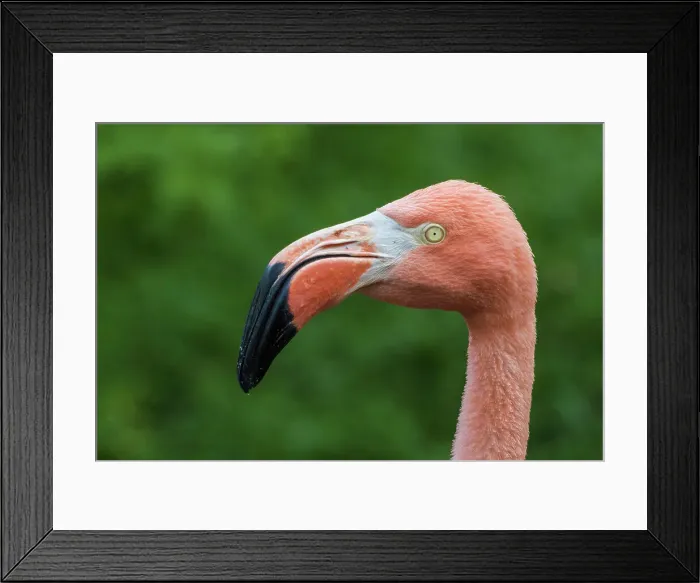 Framed Print : Greater Flamingo (Phoenicopterus roseus) - captive Framed Print : Greater Flamingo (Phoenicopterus roseus) - captive