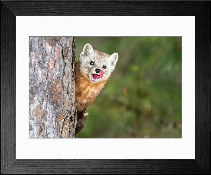 Framed Print : American Marten (Martes americana) in winter, Algonquin Provincial Park, Ontario, Canada Framed Print : American Marten (Martes americana) in winter, Algonquin Provincial Park, Ontario, Canada