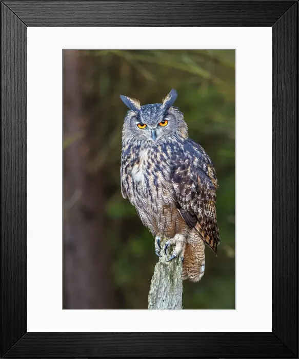 Framed Print : Eurasian Eagle Owl (Bubo bubo) is endemic to Europe and Asia- captive bred Framed Print : Eurasian Eagle Owl (Bubo bubo) is endemic to Europe and Asia- captive bred
