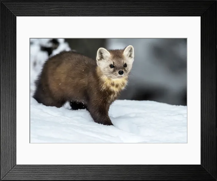 Framed Print : American Marten (Martes americana) in winter, Algonquin Provincial Park, Ontario, Canada Framed Print : American Marten (Martes americana) in winter, Algonquin Provincial Park, Ontario, Canada
