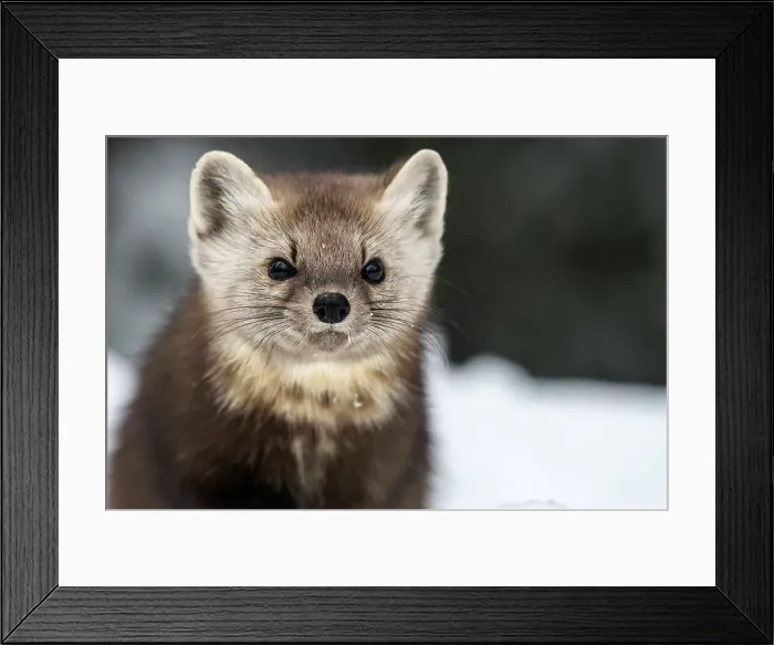 Framed Print : American Marten (Martes americana) in winter, Algonquin Provincial Park, Ontario, Canada Framed Print : American Marten (Martes americana) in winter, Algonquin Provincial Park, Ontario, Canada