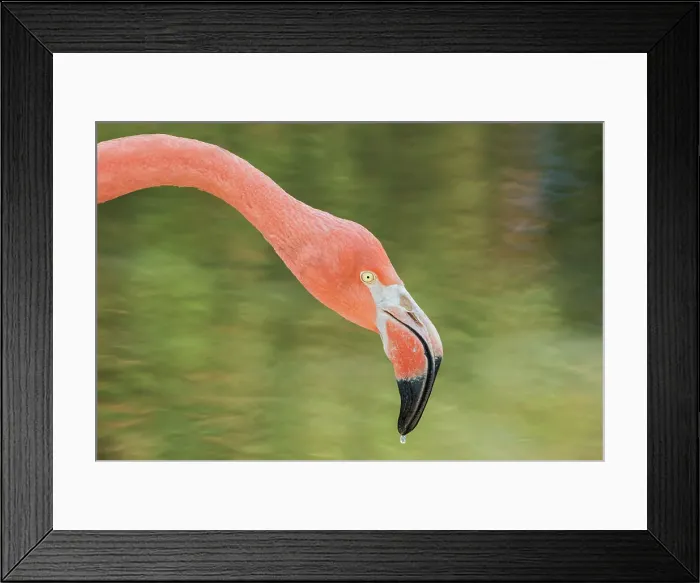 Framed Print : Greater Flamingo (Phoenicopterus roseus) - captive Framed Print : Greater Flamingo (Phoenicopterus roseus) - captive