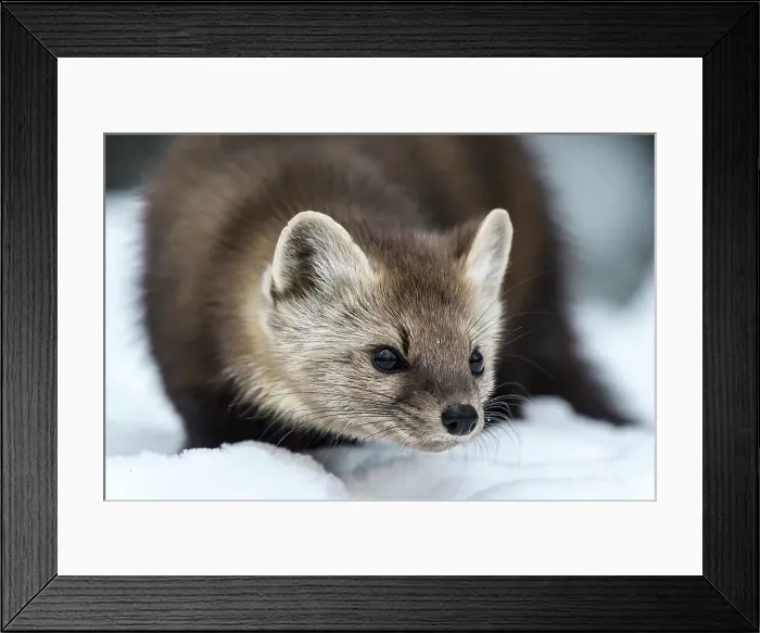 Framed Print : American Marten (Martes americana) in winter, Algonquin Provincial Park, Ontario, Canada Framed Print : American Marten (Martes americana) in winter, Algonquin Provincial Park, Ontario, Canada