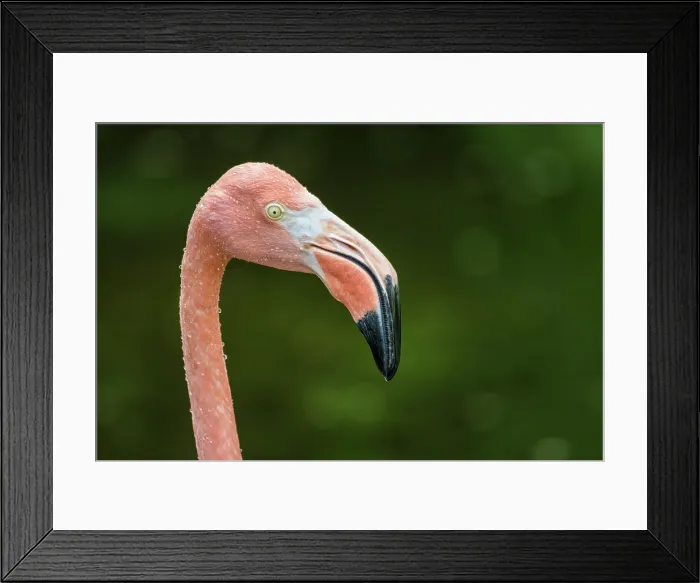 Framed Print : Greater Flamingo (Phoenicopterus roseus) - captive Framed Print : Greater Flamingo (Phoenicopterus roseus) - captive