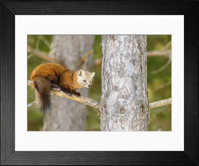 Framed Print : American Marten (Martes americana) in winter, Algonquin Provincial Park, Ontario, Canada Framed Print : American Marten (Martes americana) in winter, Algonquin Provincial Park, Ontario, Canada