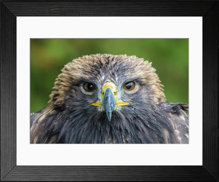 Framed Print : Golden Eagle (Aquila chrysaetos) - captive Framed Print : Golden Eagle (Aquila chrysaetos) - captive