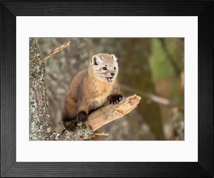 Framed Print : American Marten (Martes americana) in winter, Algonquin Provincial Park, Ontario, Canada Framed Print : American Marten (Martes americana) in winter, Algonquin Provincial Park, Ontario, Canada
