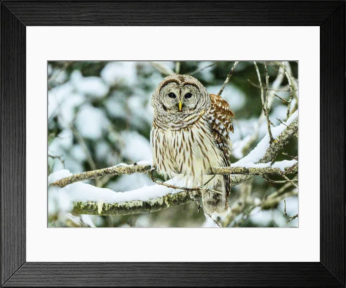 Framed Print : Barred owl (Strix varia) Hunting in winter, Greater Sudbury, Ontario, Canada Framed Print : Barred owl (Strix varia) Hunting in winter, Greater Sudbury, Ontario, Canada