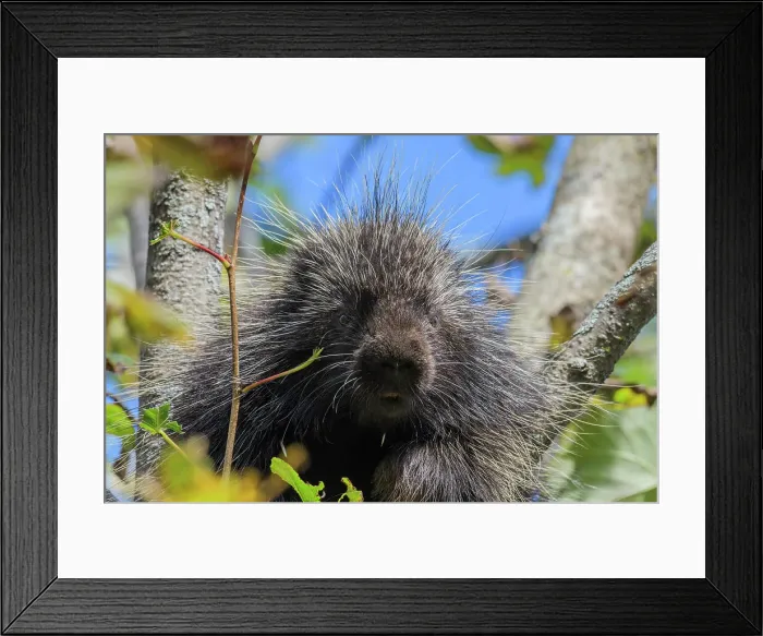 Framed Print : North American Porcupine (Erethizon dorsatum), Muskoka, Ontario, Canada Framed Print : North American Porcupine (Erethizon dorsatum), Muskoka, Ontario, Canada