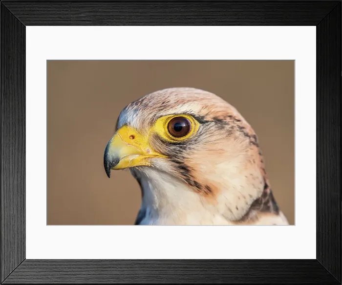 Framed Print : Lanner Falcon (Falco biarmicus) - captive bred Framed Print : Lanner Falcon (Falco biarmicus) - captive bred