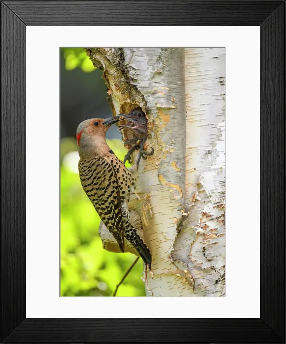 Framed Print : Northern flicker (Colaptes auratus) Adult female feeding young in birch tree nest cavity, Wanup, Ontario, Canada Framed Print : Northern flicker (Colaptes auratus) Adult female feeding young in birch tree nest cavity, Wanup, Ontario, Canada