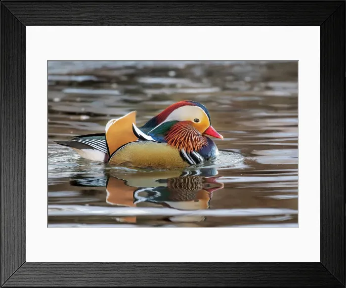 Framed Print : Mandarin Duck (Aix galericulata), drake, Newmarket, Ontario, Canada Framed Print : Mandarin Duck (Aix galericulata), drake, Newmarket, Ontario, Canada