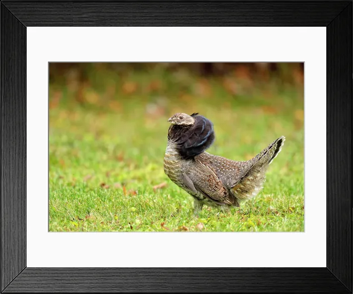 Framed Print : Ruffed grouse (Bonasa umbellus) Male displaying in autumn, Greater Sudbury, Ontario, Canada Framed Print : Ruffed grouse (Bonasa umbellus) Male displaying in autumn, Greater Sudbury, Ontario, Canada