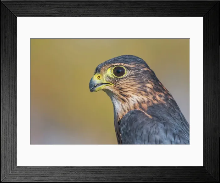 Framed Print : Merlin (Falco columbarius) - captive bred Framed Print : Merlin (Falco columbarius) - captive bred