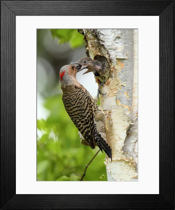 Framed Print : Northern flicker (Colaptes auratus) Adult female feeding young in birch tree nest cavity, Wanup, Ontario, Canada Framed Print : Northern flicker (Colaptes auratus) Adult female feeding young in birch tree nest cavity, Wanup, Ontario, Canada