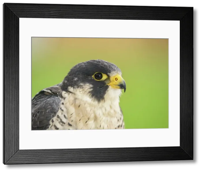 Framed Print : Peregrine Falcon (Falco peregrinus) - captive bred specimen