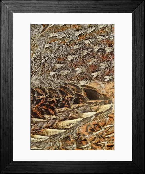 Framed Print : Ruffed grouse (Bonassa umbellus) plumage, Greater Sudbury, Ontario, Canada