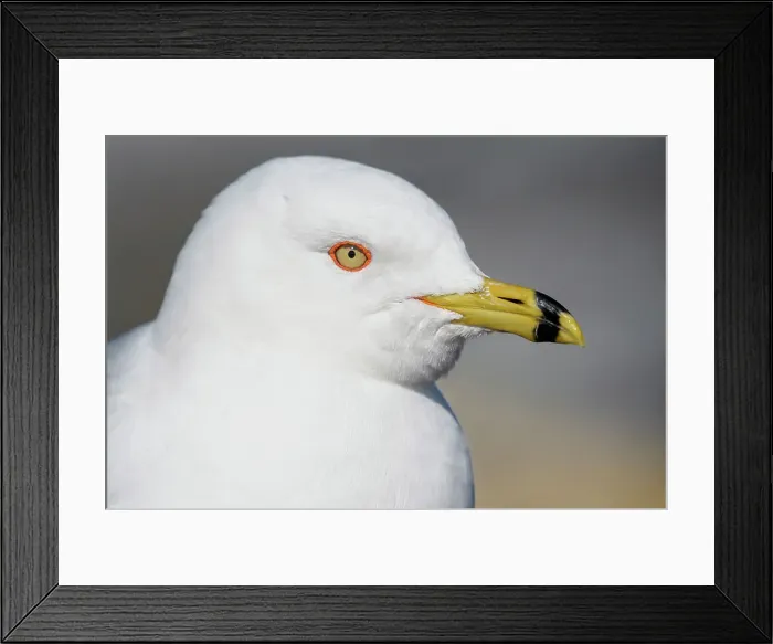 Framed Print : Ring-billed Gull (Larus delawarensis), Burlington, Ontario, Canada