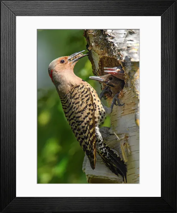Framed Print : Northern flicker (Colaptes auratus) Adult female feeding young in birch tree nest cavity, Wanup, Ontario, Canada Framed Print : Northern flicker (Colaptes auratus) Adult female feeding young in birch tree nest cavity, Wanup, Ontario, Canada