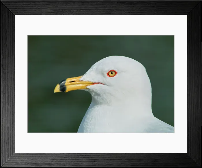 Framed Print : Ring-billed Gull (Larus delawarensis), Burlington, Ontario, Canada Framed Print : Ring-billed Gull (Larus delawarensis), Burlington, Ontario, Canada