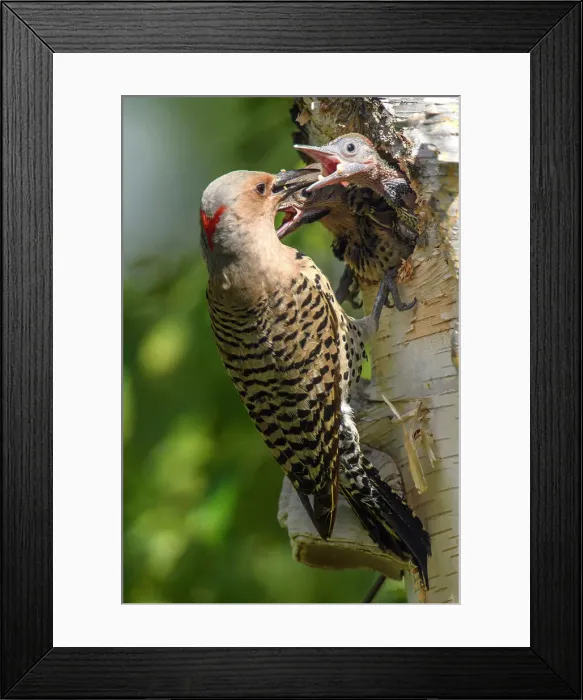 Framed Print : Northern flicker (Colaptes auratus) Adult female feeding young in birch tree nest cavity, Wanup, Ontario, Canada Framed Print : Northern flicker (Colaptes auratus) Adult female feeding young in birch tree nest cavity, Wanup, Ontario, Canada