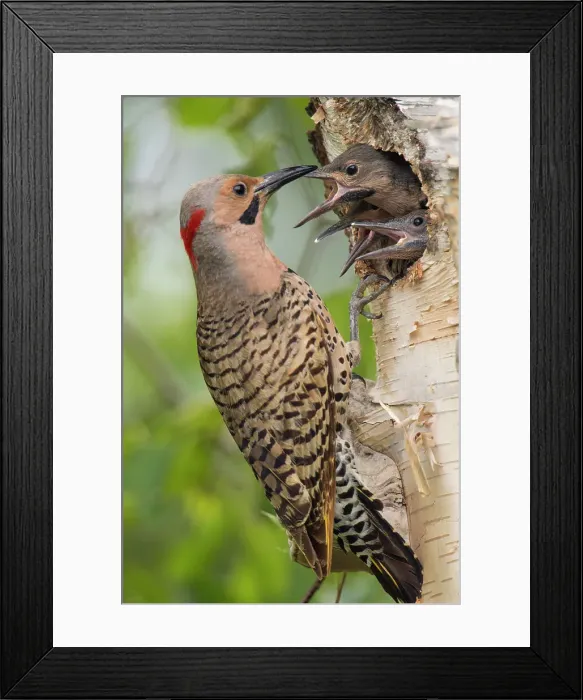 Framed Print : Northern flicker (Colaptes auratus) Adult male feeding young in birch tree nest cavity, Wanup, Ontario, Canada