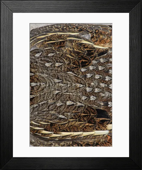 Framed Print : Ruffed grouse (Bonassa umbellus) Feather detail in a dead specimen, Greater Sudbury, Ontario, Canada Framed Print : Ruffed grouse (Bonassa umbellus) Feather detail in a dead specimen, Greater Sudbury, Ontario, Canada