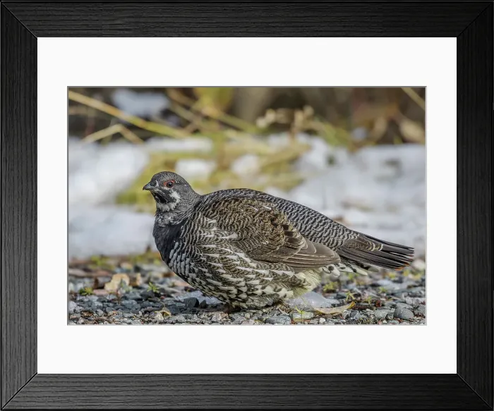 Framed Print : Spruce Grouse (Falcipennis canadensis) female, Neys Provincial Park, Marathon, Ontario