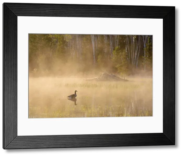 Framed Print : Spring beaver pond with rising mists, at dawn, Greater Sudbury, Ontario, Canada Framed Print : Spring beaver pond with rising mists, at dawn, Greater Sudbury, Ontario, Canada