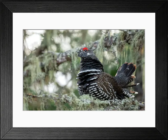 Framed Print : Spruce Grouse (Falcipennis canadensis) male, Neys Provincial Park, Marathon, Ontario Framed Print : Spruce Grouse (Falcipennis canadensis) male, Neys Provincial Park, Marathon, Ontario