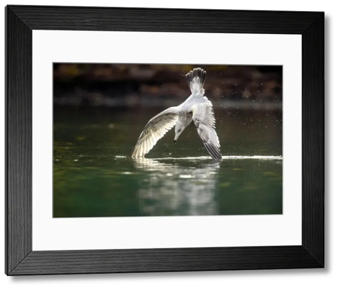 Framed Print : Herring gull (Larus argentatus)- Dive hunting on the Chilko River, Chilcotin Wilderness, BC Interior, Canada Framed Print : Herring gull (Larus argentatus)- Dive hunting on the Chilko River, Chilcotin Wilderness, BC Interior, Canada