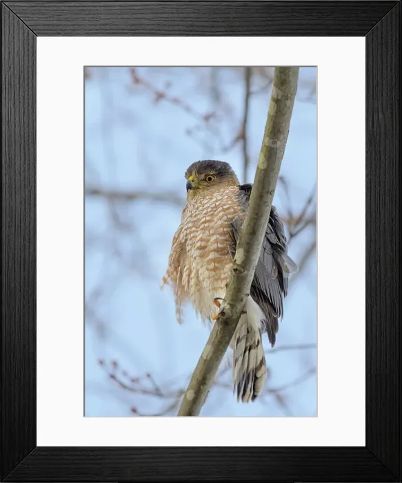 Framed Print : Cooper's Hawk (Accipiter cooperii), Thornton, Ontario, Canada Framed Print : Cooper's Hawk (Accipiter cooperii), Thornton, Ontario, Canada