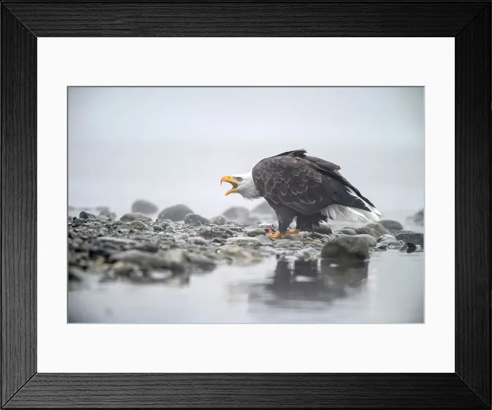 Framed Print : Bald eagle (Haliaeetus leucocephalus)- Attracted to sockeye salmon run on the Chilko River, Chilcotin Wilderness, BC Interior, Canada Framed Print : Bald eagle (Haliaeetus leucocephalus)- Attracted to sockeye salmon run on the Chilko River, Chilcotin Wilderness, BC Interior, Canada