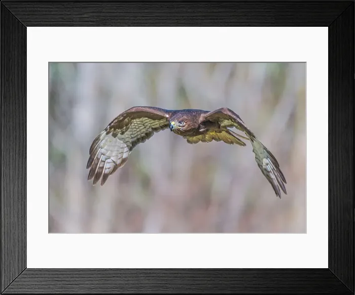 Framed Print : Harlan's Red-tailed Hawk (Buteo jamaicensis harlani) - captive bred Framed Print : Harlan's Red-tailed Hawk (Buteo jamaicensis harlani) - captive bred