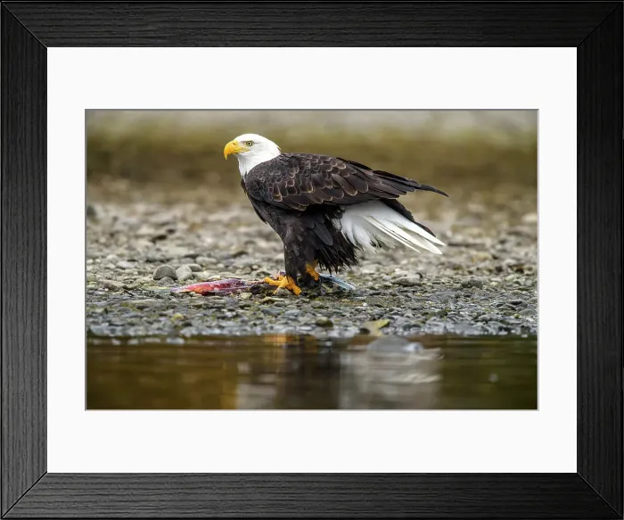 Framed Print : Bald eagle (Haliaeetus leucocephalus)- Attracted to sockeye salmon run on the Chilko River, Chilcotin Wilderness, BC Interior, Canada Framed Print : Bald eagle (Haliaeetus leucocephalus)- Attracted to sockeye salmon run on the Chilko River, Chilcotin Wilderness, BC Interior, Canada