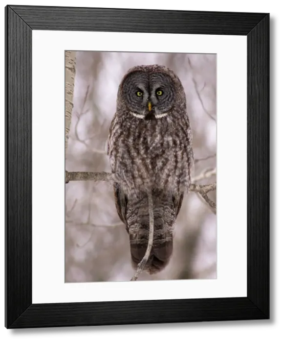Framed Print : Great Grey Owl or Lapland Owl (Strix nebulosa) Winter migrant from boreal forest, Greater Sudbury, Ontario, Canada Framed Print : Great Grey Owl or Lapland Owl (Strix nebulosa) Winter migrant from boreal forest, Greater Sudbury, Ontario, Canada