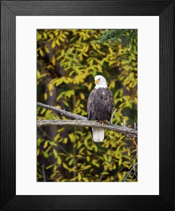 Framed Print : Bald eagle (Haliaeetus leucocephalus)- Attracted to sockeye salmon run on the Chilko River, Chilcotin Wilderness, BC Interior, Canada Framed Print : Bald eagle (Haliaeetus leucocephalus)- Attracted to sockeye salmon run on the Chilko River, Chilcotin Wilderness, BC Interior, Canada