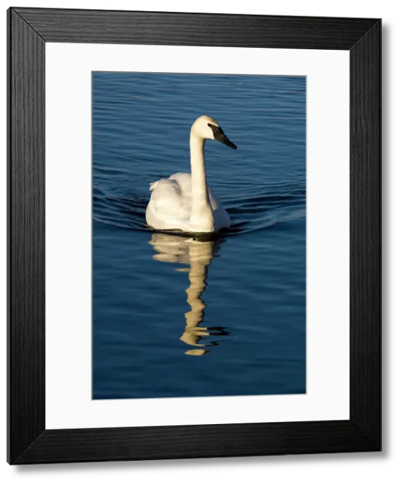 Framed Print : Trumpeter Swan, Cygnus buccinator Overwintering adult swimming in open water, Sudbury- Fielding Park Bird Sanctuary, Ontario, Canada