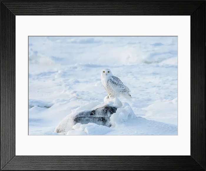 Framed Print : Snowy owl (Bubo scandiacus) hunting along shore of Hudson Bay, Wapusk NP, Cape Churchill, Manitoba, Canada Framed Print : Snowy owl (Bubo scandiacus) hunting along shore of Hudson Bay, Wapusk NP, Cape Churchill, Manitoba, Canada