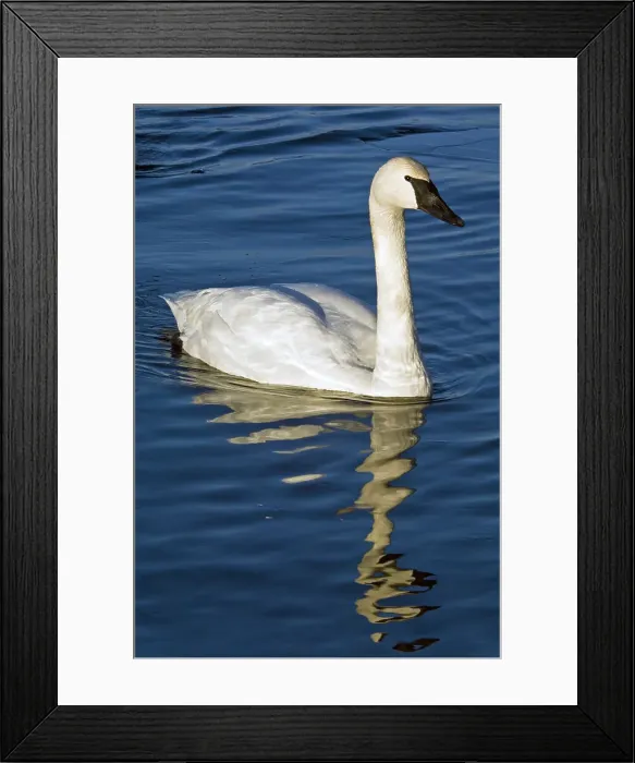 Framed Print : Trumpeter Swan, Cygnus buccinator Overwintering adult swimming in open water, Sudbury- Fielding Park Bird Sanctuary, Ontario, Canada Framed Print : Trumpeter Swan, Cygnus buccinator Overwintering adult swimming in open water, Sudbury- Fielding Park Bird Sanctuary, Ontario, Canada