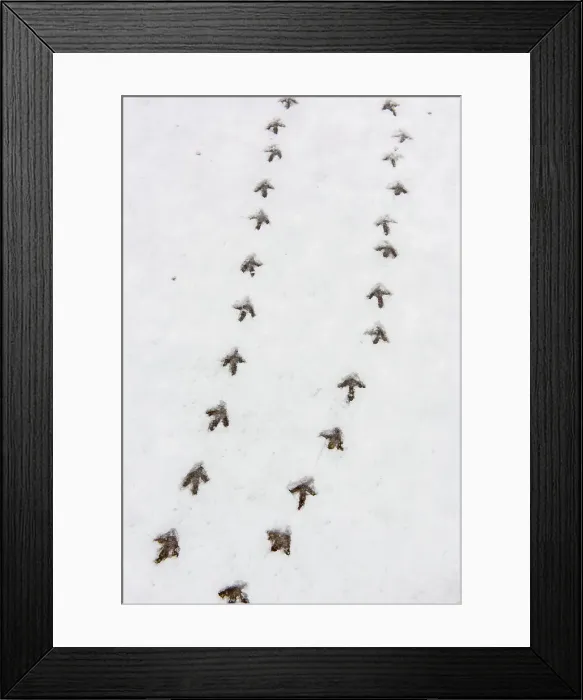 Framed Print : Sharp-tailed Grouse tracks in fresh snow, Oak Hammock Marsh, Stonewall, Manitoba, Canada Framed Print : Sharp-tailed Grouse tracks in fresh snow, Oak Hammock Marsh, Stonewall, Manitoba, Canada